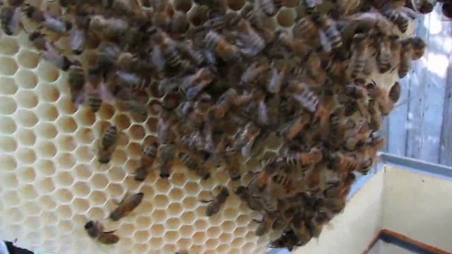 работа на пасеке в июне - индикатор расширения гнезда у пчел