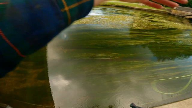 River Itchen - Urban Fly Fishing For Brown Trout смотреть онлайн