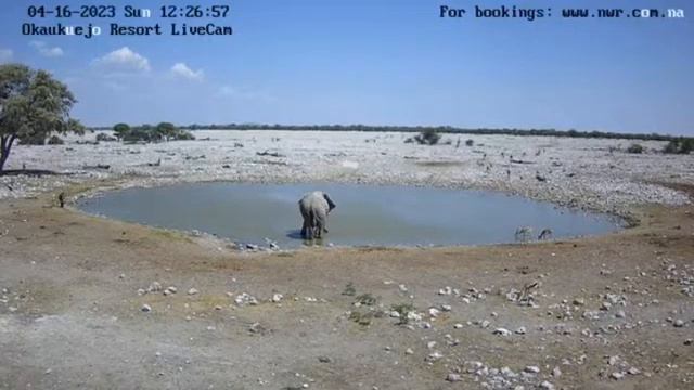 День в центральной Африке ,у водоема все животные равны смотреть онлайн