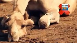 Права животных