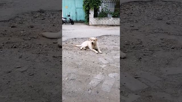 Собака Мамука смотреть онлайн