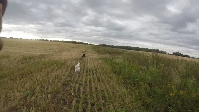 охота на Полевую смотреть онлайн