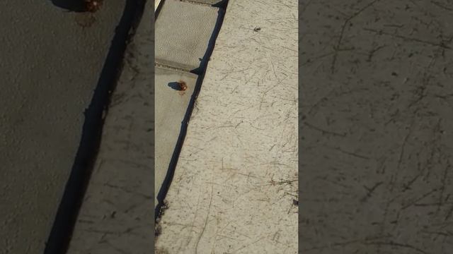 В поисках картошки колорадские жуки смотреть онлайн