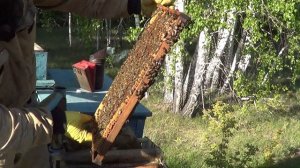 Пчеловодство в Зауралье.