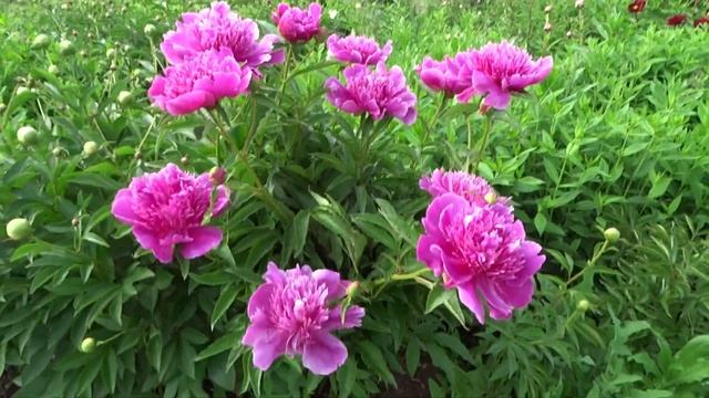 Пион Пепл (Пурпл) спайдер / Peony Purple Spider - Сад на Волхове смотреть онлайн