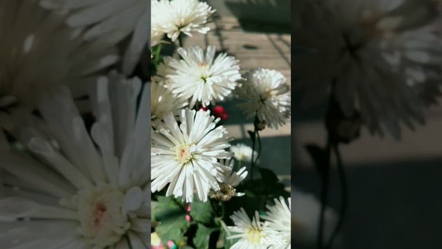 White Chrysanthemums🌼🤍#chrysanthemums flower#white chrysanthemum flower🌼# beautiful flowers