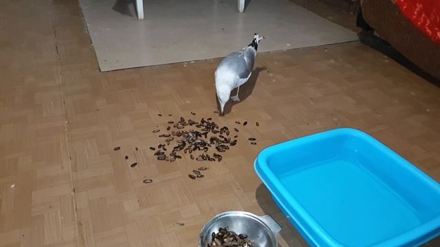 Сколько насекомых могут съесть чайка и ворона смотреть онлайн