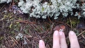 8 белых грибов на полянке. Грибы в Вологодской области 2016 год.