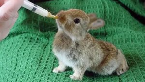 Можно ли давать молоко кроликам