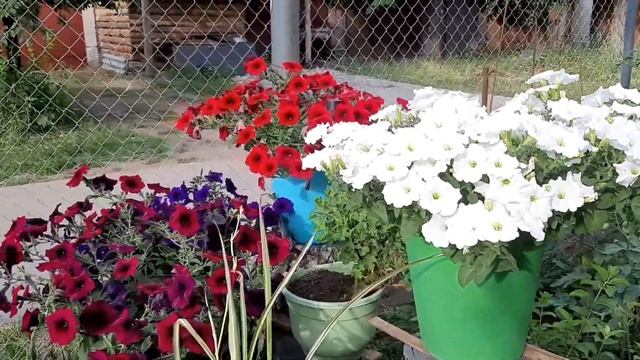 Петуния для бордюра? Изи Вейв, Тайдал в открытом грунте, в кашпо и в бочке смотреть онлайн