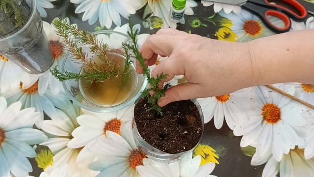 сад?огород. Пробую зимнее черенкование (туи, ель, кипарисовик) смотреть онлайн