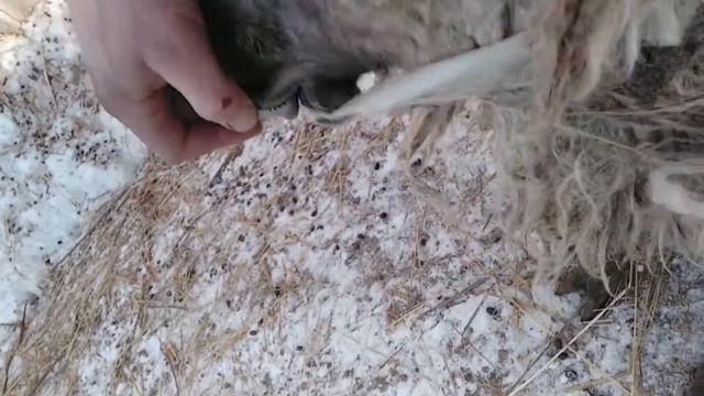 Овца и есть овца беда Приключения животного. шерсть гладкая приколыподпишись