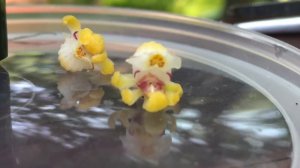Японские миниатюрные орхидеи. Gastrochilus japonicus . Ошибки в уходе за орхидеей. Невезуха... -(