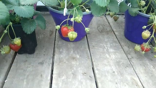 Клубника в горшках.Малообьемка? смотреть онлайн