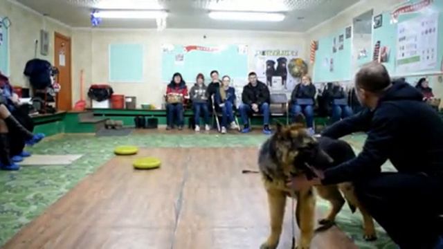 Александр Викторович Мудрый / лекция собаководам / Уссурийск / 26.02.2018 смотреть онлайн