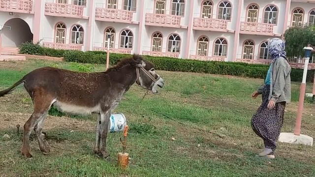 Осел радуется хозяйке. смотреть онлайн