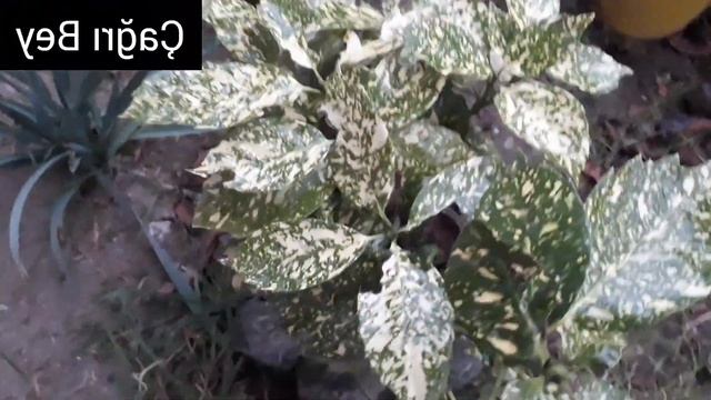 AUCUBA JAPONICA 'CROTONIFOLIA GOLD' (Japon defnesi) BİTKİSİ смотреть онлайн