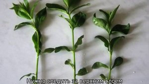 Домашний жасмин: уход и выращивание из семян