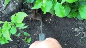 Поросль у деревьев причины и как бороться