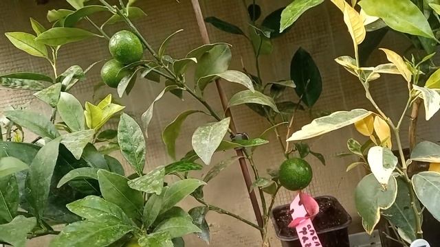 Маленький лимон плодоносит, что делать