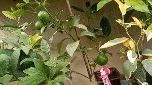 Маленький лимон плодоносит, что делать