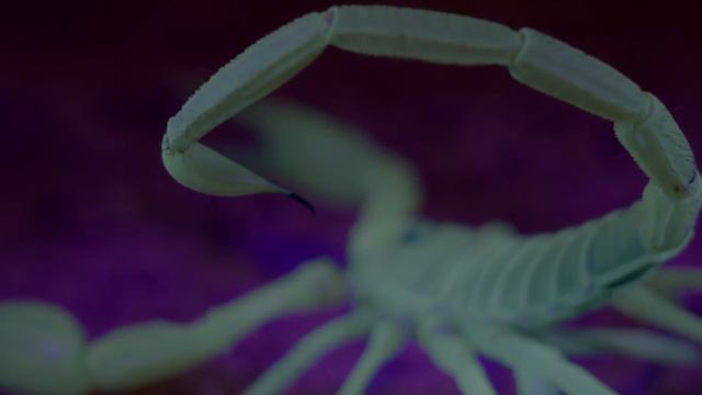 У Скорпиона Есть 24 Часа, Чтобы Сбросить Свой Панцирь, Иначе Он Умрет смотреть онлайн