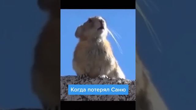 ахаааа прикол, рекомендую Саня, Саша. орево #приколы #юмор смотреть онлайн