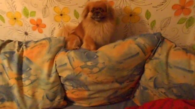 собака то же  любит деньги!! смотреть онлайн