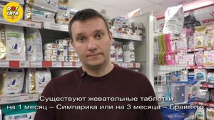 Как защитить собаку или кошку от блох и клещей