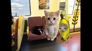 Banana Stories - Banana Cat and El Gato Videos #bananacat #happycats #funny