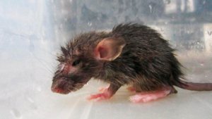 Крыса принимает душ во время сильного дождя. Видео из социальных сетей взорвало интернет