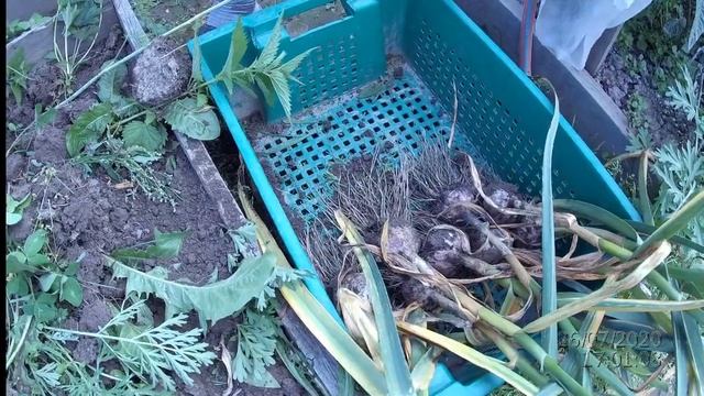 Когда убирать чеснок? Супер чеснок. Собрали урожай чеснока.