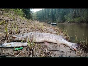Один в Тайге 10 Дней Рыбалка Ловля Щука Хариус Выживание Бушкрафт Отдых Поход Изба Руд #дмитрийяков