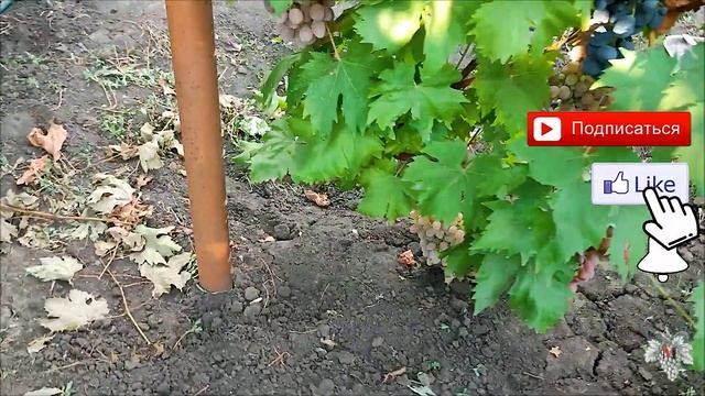 Ультраранний Виноград Шарада UA смотреть онлайн