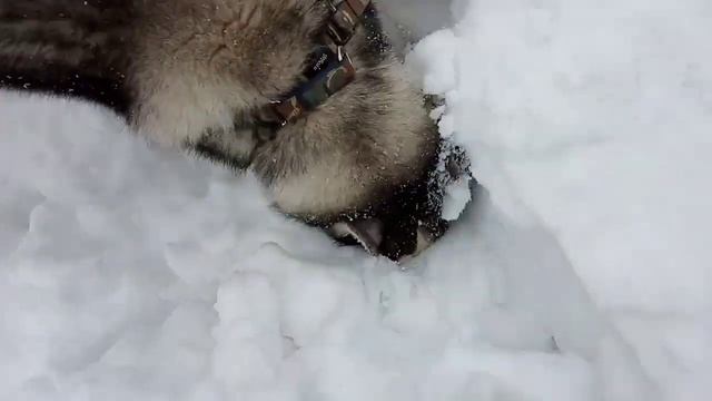 ? Поиск мышей зимой, продолжение. Сибирский хаски. смотреть онлайн