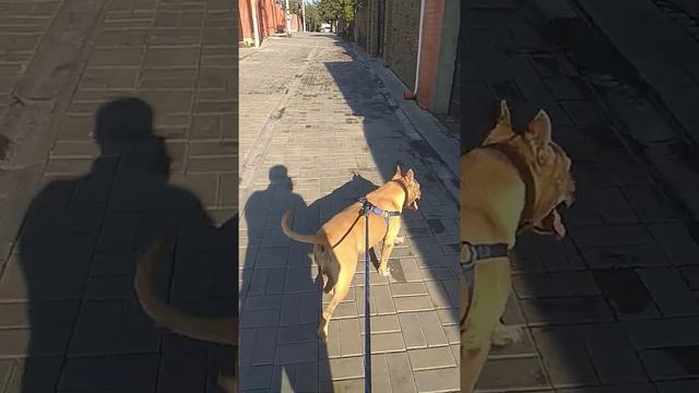 Руфочка "гребёт". Стаффордширский терьер. смотреть онлайн