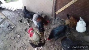 #влог//Не Покупайте Этих Кур!//Мой Опыт Покупки Кур//Жизнь на Кубани.