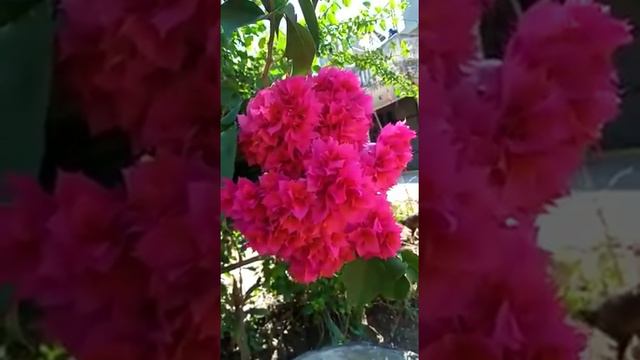 Pink Bougainvillea .....