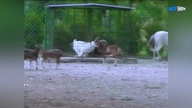 БАРАНЫ И КОЗЛЫ АТАКУЮТ! ПРИКОЛЫ С БАРАНАМИ СМЕШНЫЕ КОЗЛЫ #6 смотреть онлайн