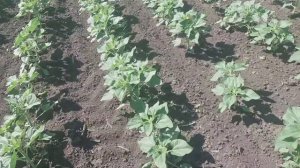 Семена Подсолнечника ЕС БЕЛЛА, Гибрид устойчив к семи расам заразихи А-G OR7+ Евралис Семанс Украин