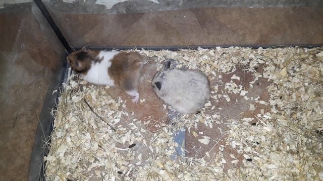 Хомяки спаривание смотреть онлайн