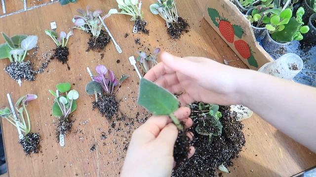 Рассаживаем детки фиалок. Зачем я снимаю эти видео и почему публикую старые видео? Юлия Датта смотреть онлайн