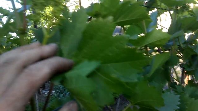 Двух плоскостная шпалера и горизонтальный кардон... смотреть онлайн