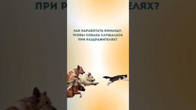 Как наработать команду,чтобы собака  слушалась при собаках и кошках #shorts