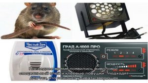 Лучшие средства от мышей