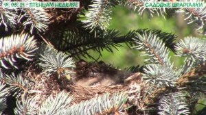 Птенцы дрозда обыкновенного: первая неделя жизни