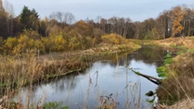 Осень, шум реки, осенний лес, шум леса, релаксация смотреть онлайн