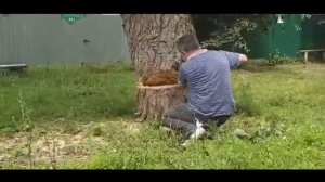 Пила МАКИТА  DUC 353 LXT, Тест