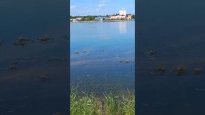 ФЛАМИНГО В КРЫМУ.