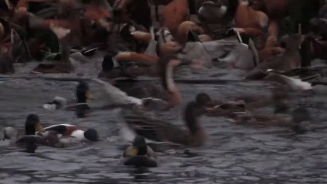 Водоплавающие птицы в зоопарке